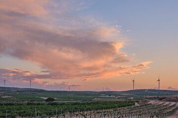 Renewable Harmony: Vineyard and Windmills at Dusk