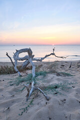 The sun rises between the dry branches of the beach
