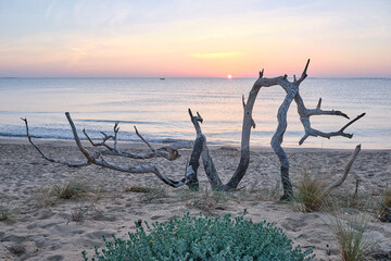 The sun rises between the dry branches of the beach