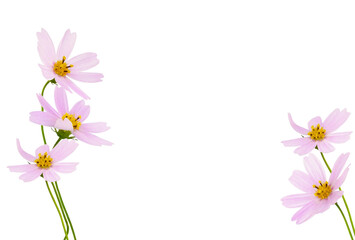 Obraz na płótnie Canvas Pink cosmos flowers in a floral arrangements isolated on white or transparent background