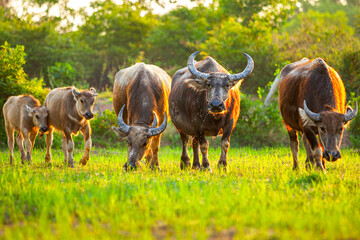 Asian buffalo grazing on the green field ,Asian concept. Asian buffalo, thai buffalo during summer in countryside Thailand.