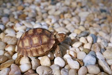Baby Sulcata Tortoise Walking on the Pebbles in Afternoon Sunlight