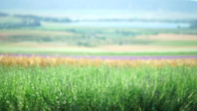 Tarragon. Lush tarragon field with rows of green herbs, herb cultivation, agricultural landscape, culinary ingredients, aromatic herbs. Organic agriculture harvesting agribusiness concept. Slow motion