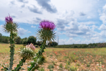 Great burdock and stunning cloudy sky at the background.