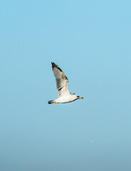 Close-up of a seagull flying in the air. Clear blue sky in the background. A flying seagull. Selective focus, space for text, copy space.