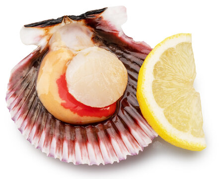 Fresh opened scallop with and lemon slice close up. Clipping path.