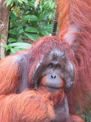 Alpha male orang utan, Semennggoh, Malaysia