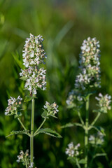 Purple blossoms of the Agastache scrophulariifolia,Purple Giant Hyssop on a sunny day in rural Minnesota, United States. 
