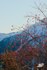 Branches of Rosa canina (Dog rose) with berries, in winter. It is used for culinary and natural medicine preparations