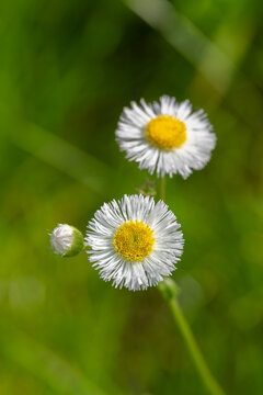 Close up of Small Fleabane daisy with frilly white petals and yellow center in rural Minnesota, USA.
