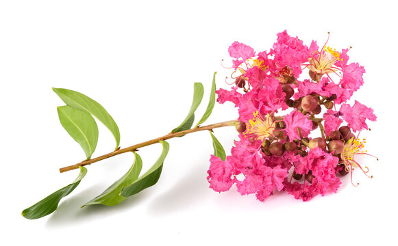 Crape myrtle flowers