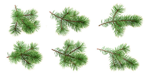 Branches of fir tree on white background - obrazy, fototapety, plakaty