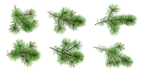 Branches of fir tree on white background