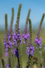 Verbena stricta, Hoary Vervain upright purple wildflower growing in rural Minnesota, United States.
