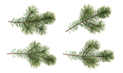 Branches of a christmas pine on white