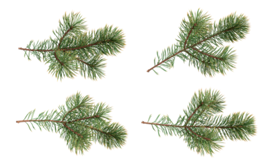 Branches of a christmas pine on white