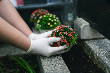 Graveyard preparation in autumn before All Saints Day. Hand in white gloves planting colorful flower on grave in the cemetery. Gravesite care.