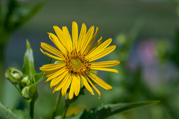 Close up of Rhombic-leaved sunflower a prairie wildflower growing in rural Minnesota, United States.
