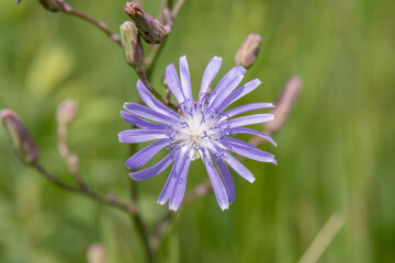 Close up of small blue wildflower Lactuca common name Blue Lettuce growing wild in rural Minnesota, United States.
