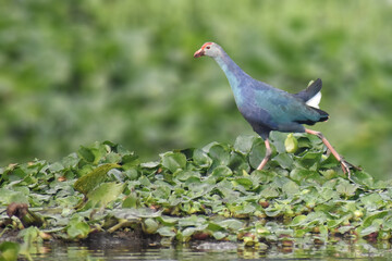 Captured these birds photos in the migratory season when 1000's of migratory birds from different subcontinent comes to a wetland of India Assam named as Magury wetland . 
