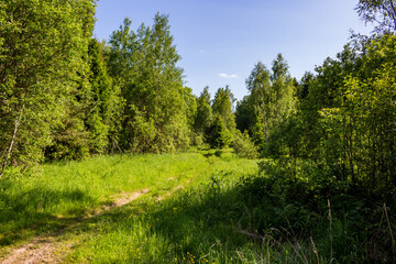 Fototapeta na wymiar Poorly visible path leading into the forest, summer nature