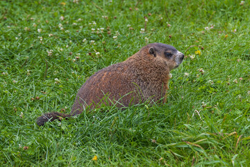 Groundhog sitting in the grass along the road