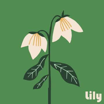 lily illustration 