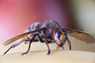 European hornet