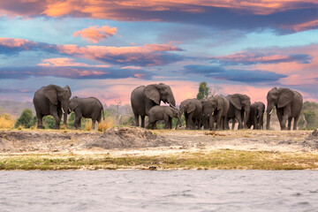 This fantastic sunset painted this herd of elephants who came to dring along the Chobe river in...