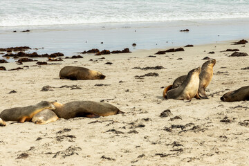Sea lions at Seal bay, Kangaroo Island, South Australia