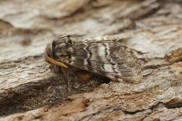 Closeup on white striped Drymonia ruficornis, the lunar marbled