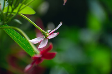 Combretum indicum, also commonly known as the Rangoon creeper or Burma creeper, is a vine with red flower clusters which is native to tropical Asia and grows in thickets, primary and secondary forest,