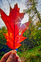 maple leaf in hand