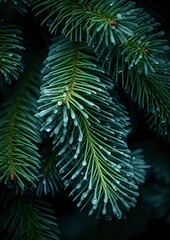 Macro photography of spruce branches.