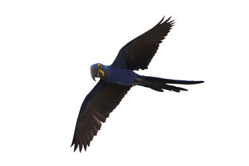 King of parrot Hyacinth macaw flying isolated on transparent background png file