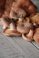 Orange edible mushrooms. Niscalos or rovellons (Lactarius deliciosus) on white wooden background.