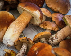 Shot of various mushrooms. Nature