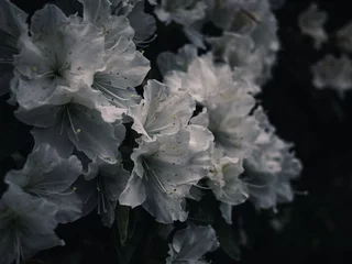 Gordijnen Azalea flower © Thanh