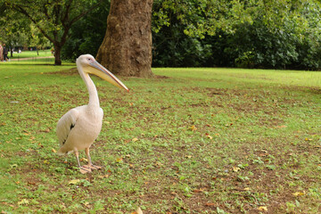 pelican on the grass