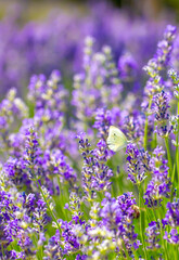 Butterflies on spring lavender flowers under sunlight. Beautiful landscape of nature with a panoramic view. Hi spring. long banner