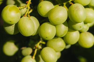A bunch of green ripe grapes close-up hangs in a garden in nature. Food photography, macro.