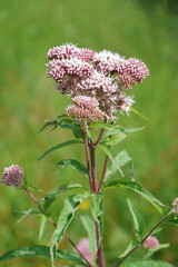Closeup on a pink flowering , hemp-agrimony or holy rope wildflower, Eupatorium cannabinum