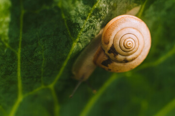 A snail crawls in its shell close-up on a green leaf. Photograph of an animal in nature.