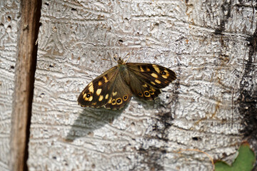 Speckled wood butterfly sitting on tree trunk 
