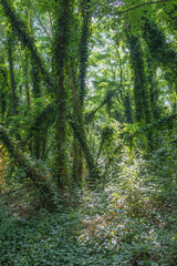 Mystical Jungle: Enchanted Rainforest in the Morning Light