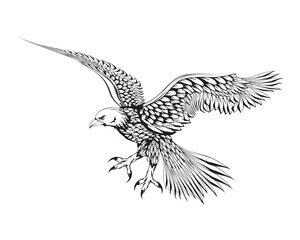 sketch illustration of a flying eagle flapping its wings.
attacks with its claws. side view.