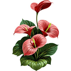 Red Anthurium illustration isolated on transparent background png, clipart for gardening, botanicals, tropical plant, special event, spring, decoration - obrazy, fototapety, plakaty