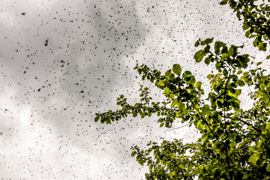 Honey bees swarm flying over the tree under stormy clouds © Volodymyr Shevchuk