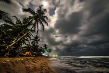 Palm trees and tropical beech under moonlight