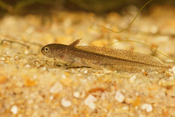 Closeup on an aquatic larvae of the EUropean Carpathian newt; Lissotriton montandoni